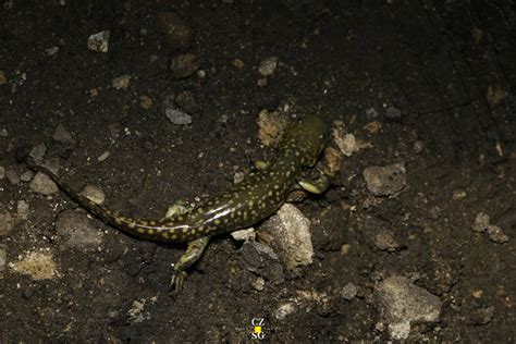 Mexican Tiger Salamander in May 2022 by zahir santillan · iNaturalist