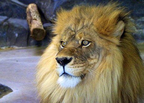 Contemplation by Tessa Hentges on Capture Minnesota | Big cats, Lion, Animals