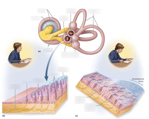 Utricle Saccule