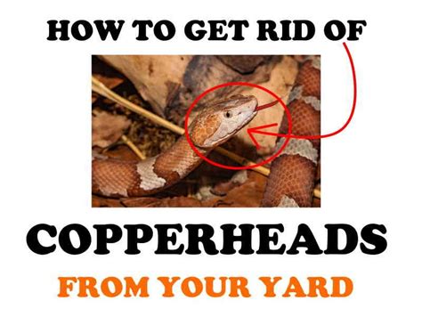 Will A Copperhead Bite Kill A Dog