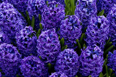 Keukenhof Gardens - Jim Zuckerman photography & photo tours