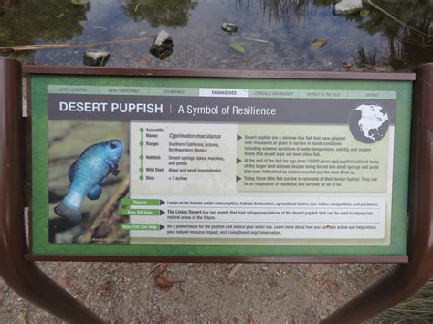 Desert Pupfish Sign - ZooChat