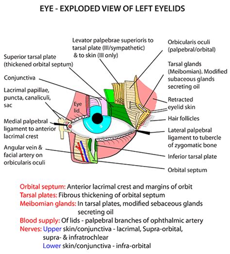 Instant Anatomy - Head and Neck - Areas/Organs - Eye & orbit - Eyelids