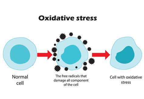 Oxidative stress. From normal cells, to oxidative stress and aggressive free radicals, to cell ...