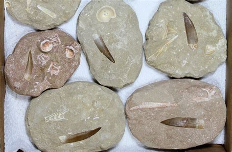 Lot: Real Fossil Plesiosaur Teeth In Matrix - 12 Pieces (#119622) For ...