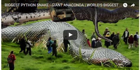 BIGGEST PYTHON SNAKE - GIANT ANACONDA | WORLD'S BIGGEST SNAKE FOUND IN ...