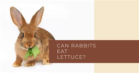 Can rabbits eat lettuce? – Central Victoria Hay