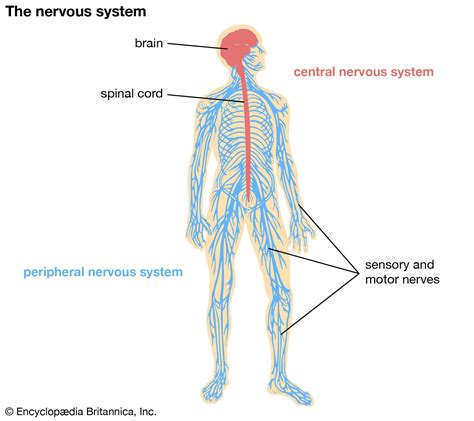 nervous system - Students | Britannica Kids | Homework Help