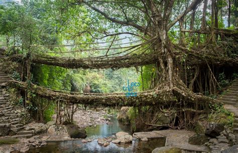 Iconic Living Root Bridge of Meghalaya’s May Soon Become a UNESCO World Heritage Site - Lets ...