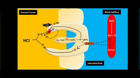 H2 blockers | H2 receptor antagonists - YouTube