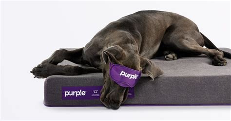 Dog Beds | Pet Beds | Small to Large | Purple | Orthopedic dog bed, Dog ...