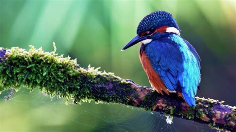 Beautiful Kingfisher Bird Sitting On A Tree | Wallpapers Share