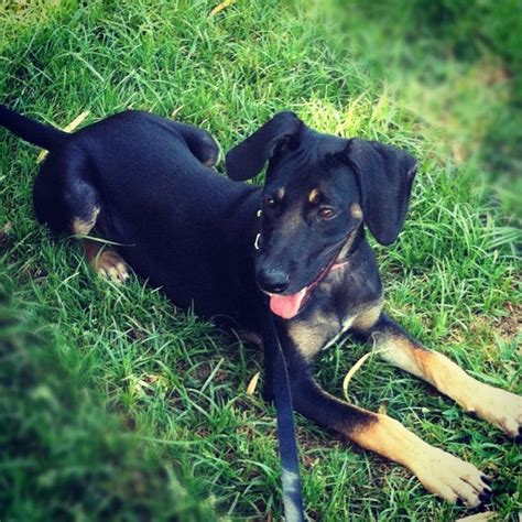 Doberman lab mixed puppy