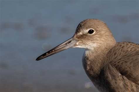 Shoreline birds - Ray Brown Wildlife Photography | Ray Brown Wildlife ...