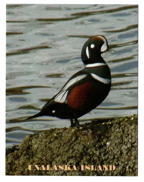 Postcards Journey: Aleutian Islands (Unalaska) - Harlequin Duck