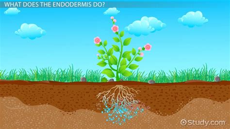 2 Main Types Of Meristems Diet - Coffee House