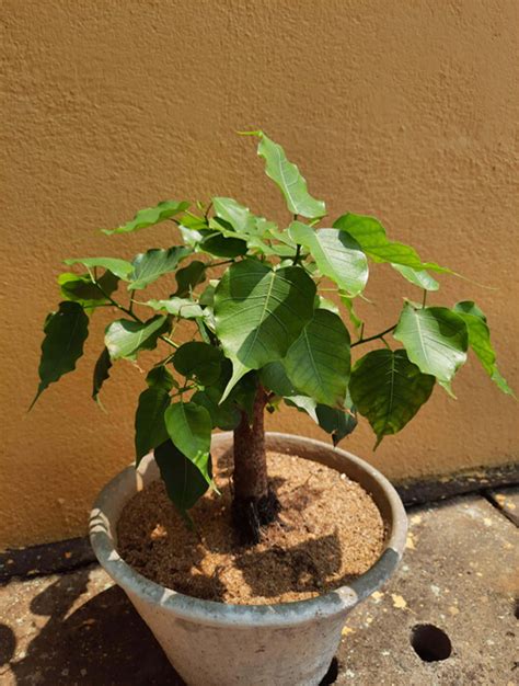 Peepal Tree – Significance and Importance | RitiRiwaz