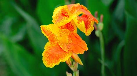 11 Orange Canna Lily Varieties To Brighten Up Your Garden