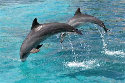 Dolphins in Maui - Can you swim with dolphins in Maui?