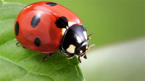 What's with all of the ladybugs?