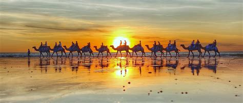 Broome Camel Safaris | Sunset Camel Rides Cable Beach