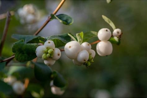 Snowberry Bush (Symphoricarpos albus): How To Grow and Care | Florgeous