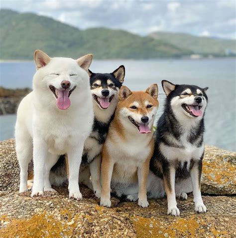 30+ Times This Funny Shiba Inu Hilariously Ruined Her Group Family ...