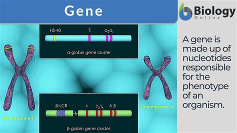 Gene Definition and Examples - Biology Online Dictionary