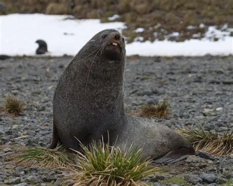 Antarctic Fur Seal | Zoopedia Wiki | Fandom