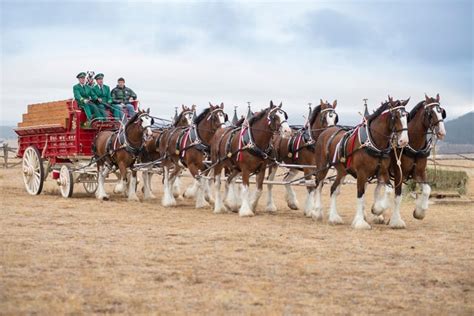 Super Bowl commercial starring Budweiser Clydesdales coming