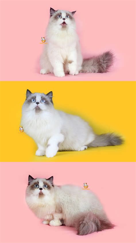 Mixue - Kucing Ragdoll 4 Bulan Betina - Katze Nesia