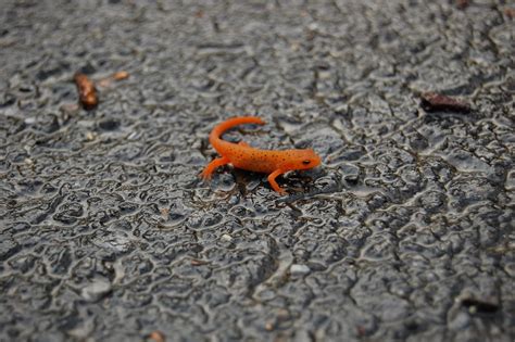 Cute Newt | Carol | Flickr