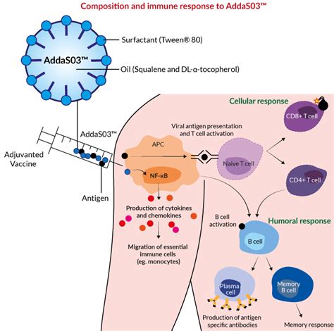 AddaS03™| AS03- like adjuvant | InvivoGen