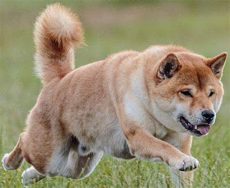 Shiba Inu: Complete Information and Guidance about Shiba Inu