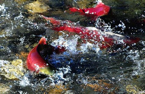 Salmon Spawning Photograph by Don Mann