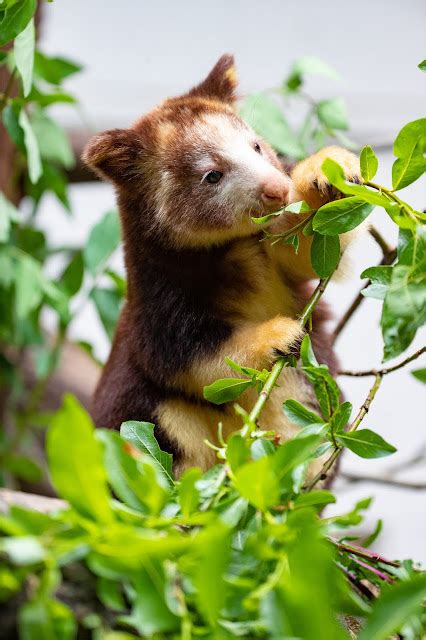 Celebrate Tree Kangaroo Awareness Day with new photos of joey Havam!