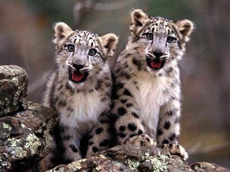 Snow Leopard Cubs Wallpaper-Free HD Cubs Downloads