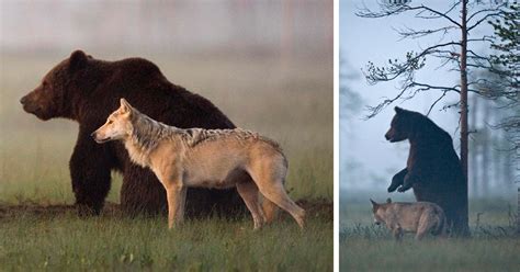 Unusual Friendship Between Wolf And Bear Documented By Finnish Photographer | Bored Panda