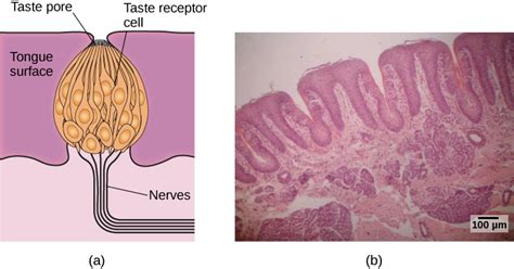 Taste and Smell – General Psychology