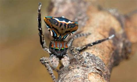 Scientists discover five new species of the beautiful Peacock spider ...