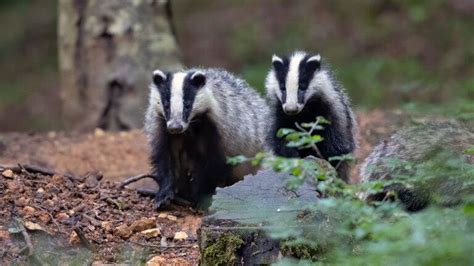 Pet Badger Names (261 Awesome Male And Female Choices)