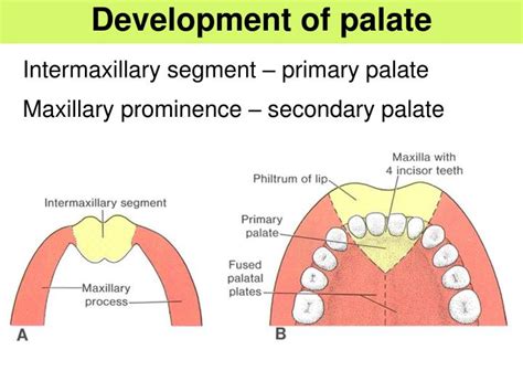 PPT - Branchial Apparatus PowerPoint Presentation - ID:3968103