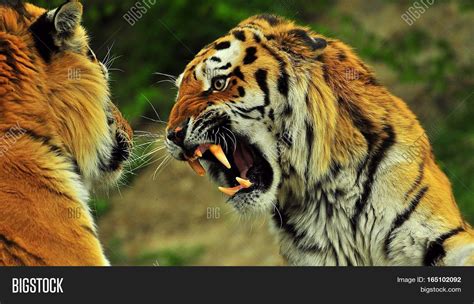 Lion Vs Royal Bengal Tiger Fighting Image & Photo | Bigstock