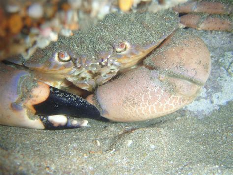 Mazatlan2008 - 022 | A rock crab in the tidepools. | David Galvan | Flickr