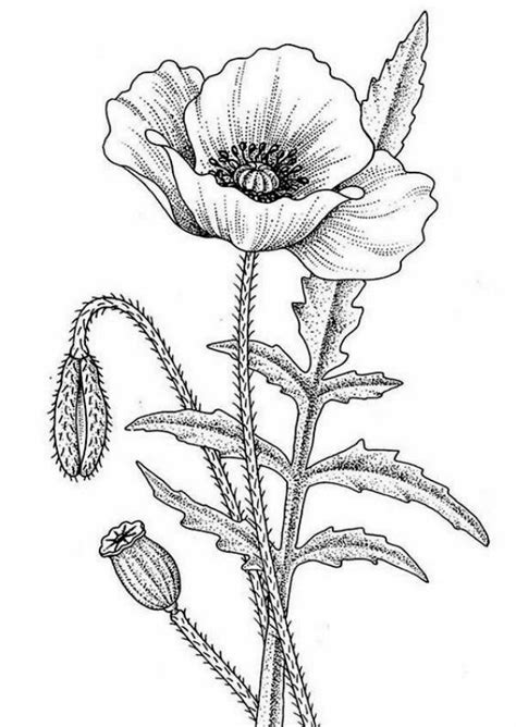 80 Best Examples Of Line Drawing Art - Bored Art | Poppy drawing, Poppy flower drawing ...