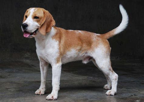 beagle lemon male FOR SALE ADOPTION from Manila Metropolitan Area @ Adpost.com Classifieds ...