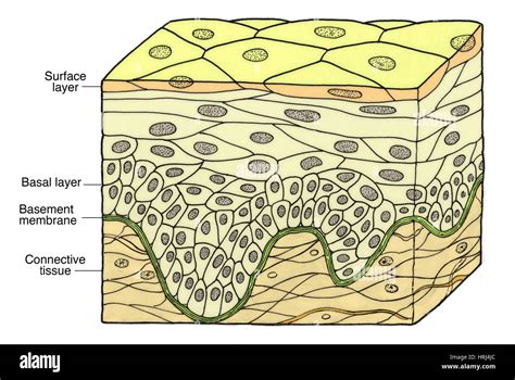 Illustration of Stratified Squamous Epithelium Stock Photo, Royalty Free Image: 135008452 - Alamy