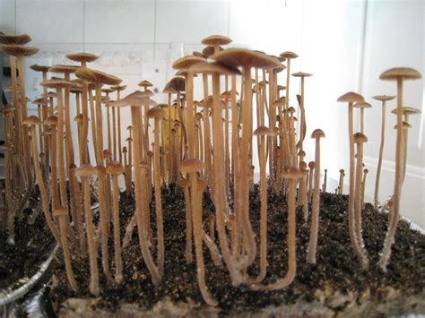 Grow Magic Mushrooms!: Growing magic mushrooms pictures