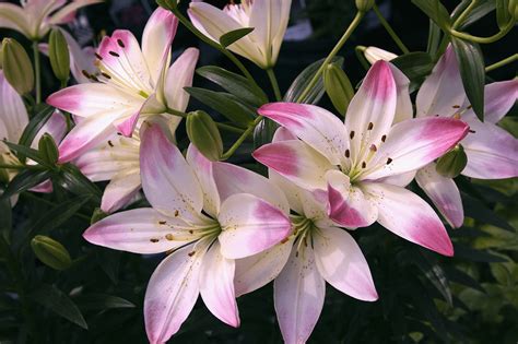 Lily Flower Meaning & Symbolism | Bouqs Blog