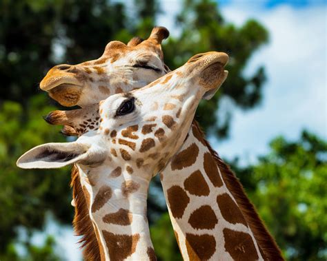 Giraffe Facts - Animal Facts Encyclopedia